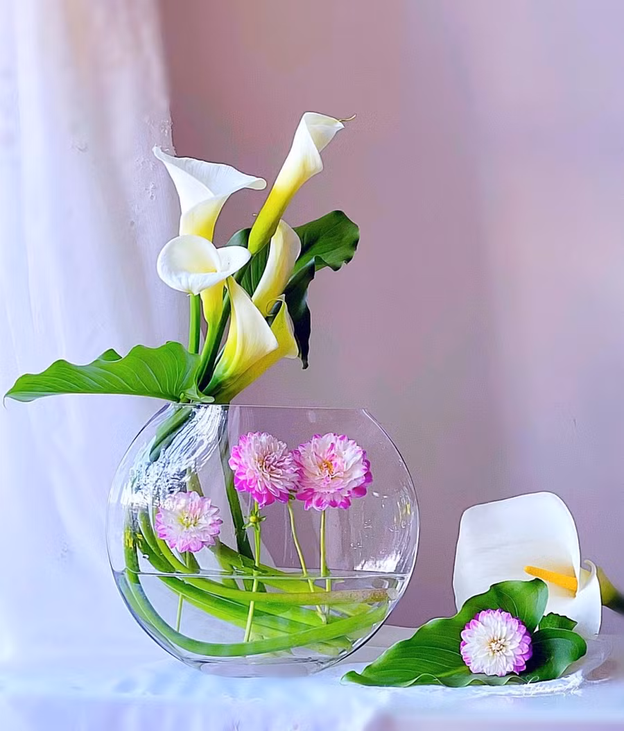 Cách cắm hoa ở loại bình tròn dẹt này được chị Lynn chia sẻ, đầu tiên uốn cành nhẹ tay theo vòng tròn của bình, sau đó Lynn cho hoa thược dược vào .