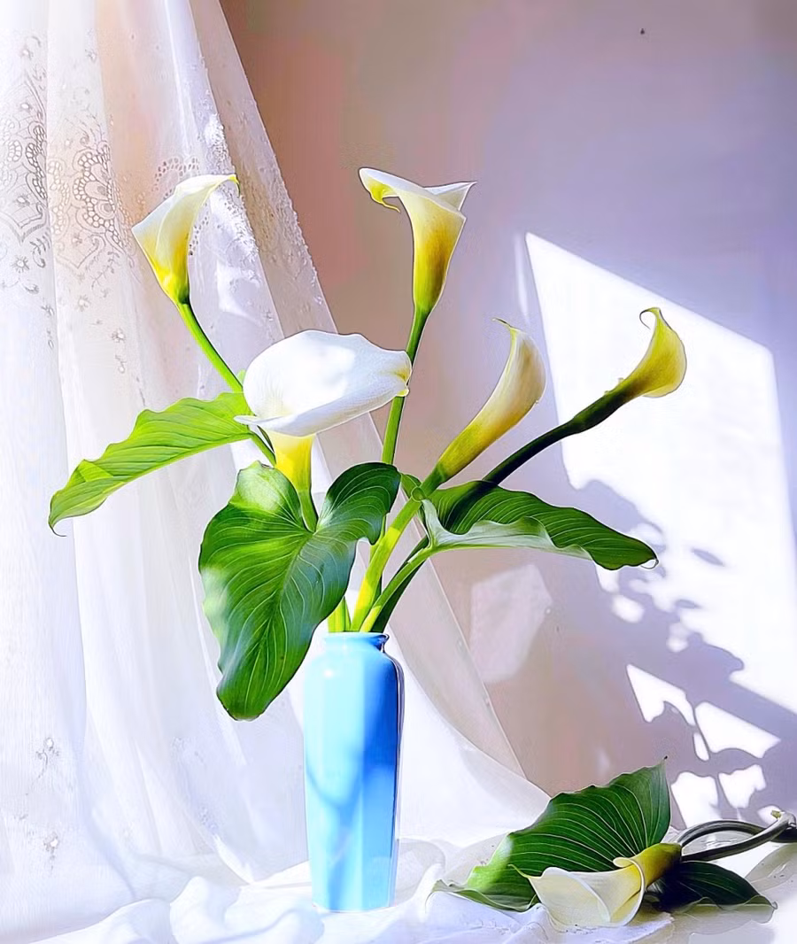 Hoa Rum được chị Lynn cắt từ vườn nhà.