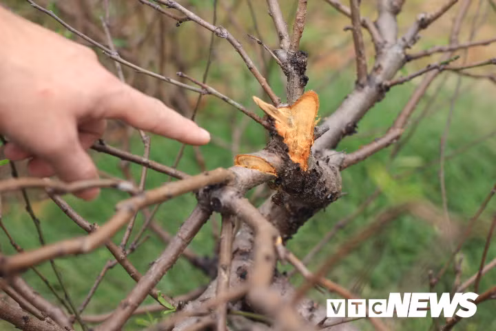 Hang tram goc dao Tet bi ke xau pha hoai trong dem: Khong phai lan dau tien hinh anh 2