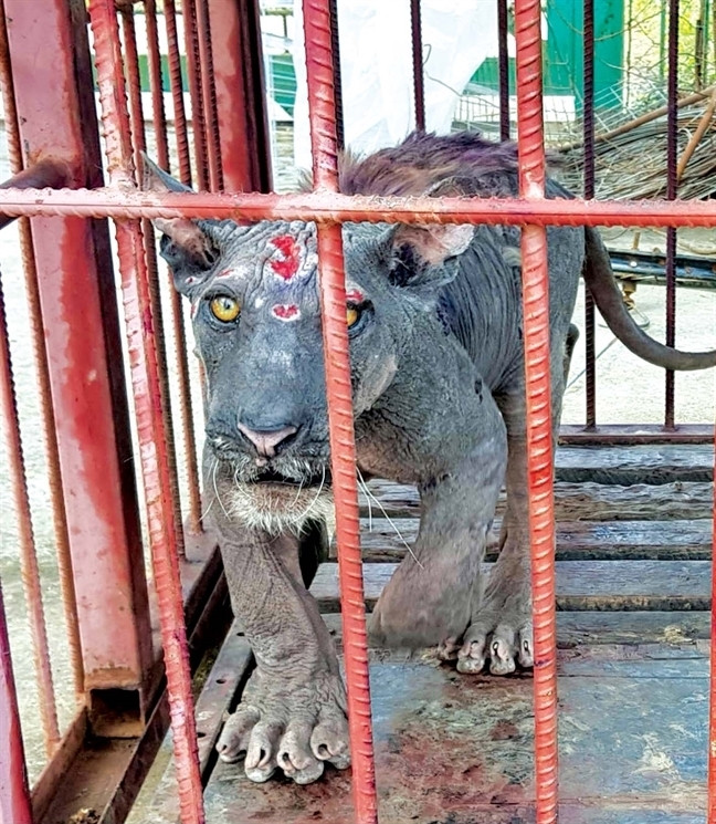 Thực khách choáng nặng món thịt hổ trong thực đơn nhà hàng Thực khách choáng nặng món thịt hổ trong thực đơn nhà hàng