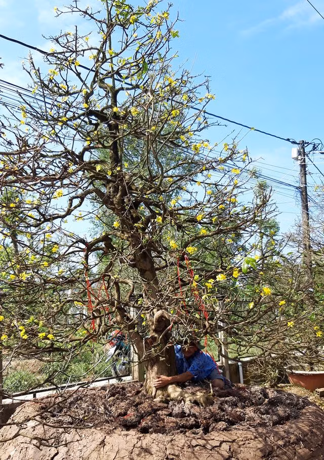 Cây mai trên 100 năm tuổi, cao trên 5m, bề hoành đến gần 120cm phải ôm mới giáp gốc của ông Hòa