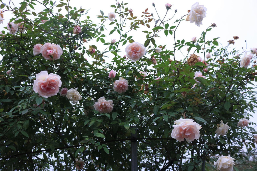 ‘Mãn nhãn’ những giống hồng cổ được ‘săn lùng’ chơi Tết ảnh 5 Chú thích ảnh