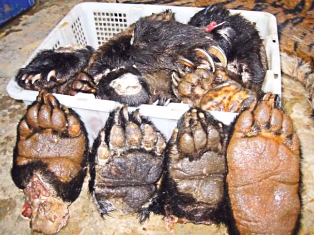 Thực khách choáng nặng món thịt con vật này trong thực đơn nhà hàng