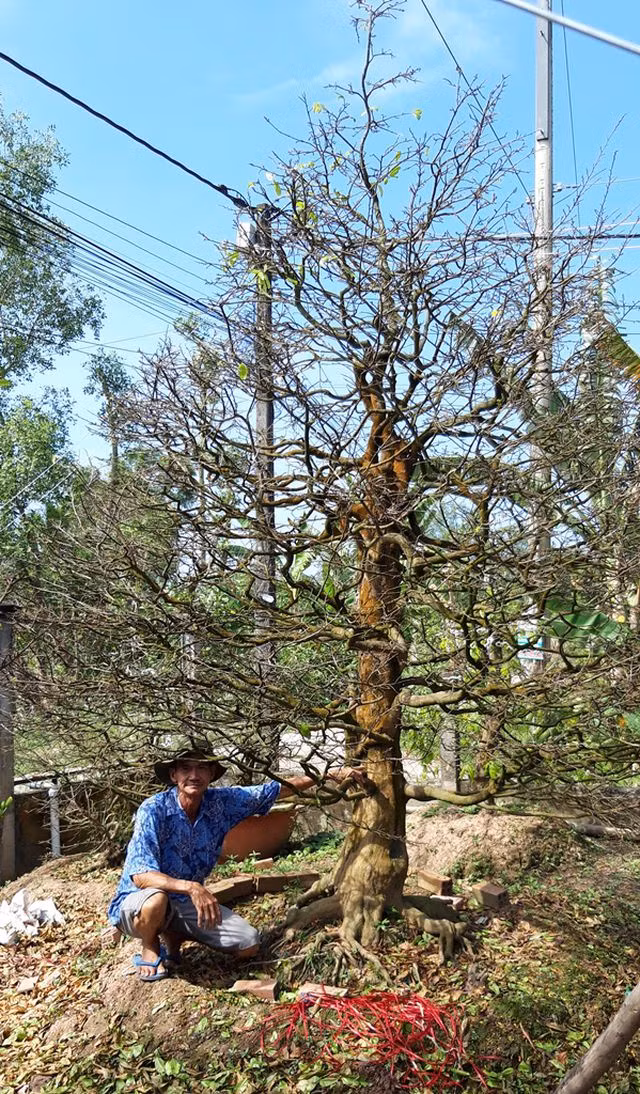 Ông Hòa bên gốc mai trị giá hàng trăm triệu đồng