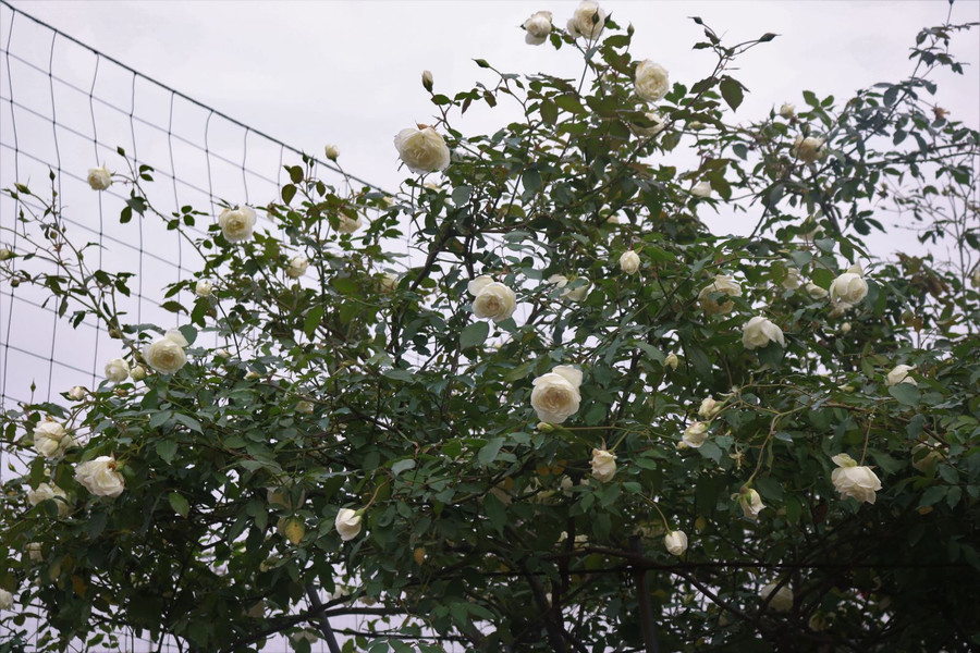 ‘Mãn nhãn’ những giống hồng cổ được ‘săn lùng’ chơi Tết ảnh 2 Chú thích ảnh