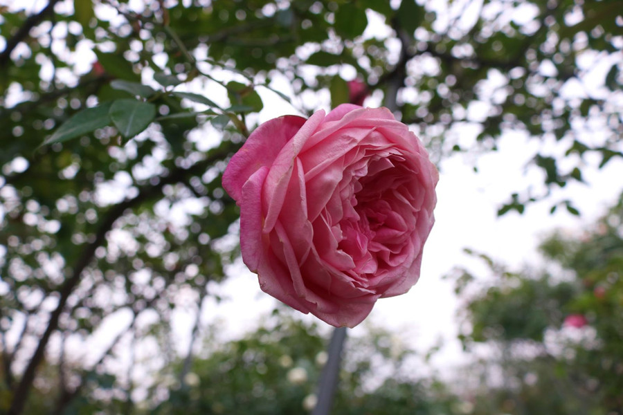 ‘Mãn nhãn’ những giống hồng cổ được ‘săn lùng’ chơi Tết ảnh 3 Chú thích ảnh