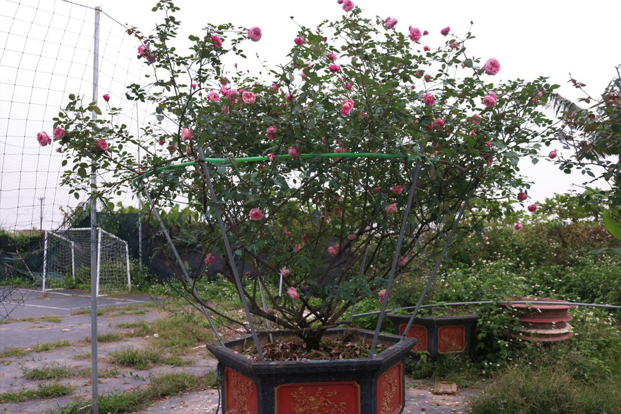 ‘Mãn nhãn’ những giống hồng cổ được ‘săn lùng’ chơi Tết ảnh 1 Chú thích ảnh