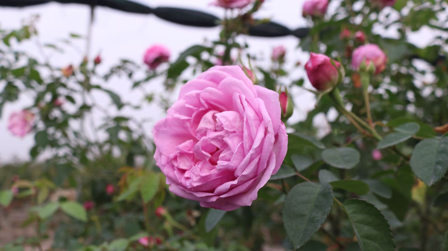 ‘Mãn nhãn’ những giống hồng cổ được ‘săn lùng’ chơi Tết ảnh 4 Chú thích ảnh