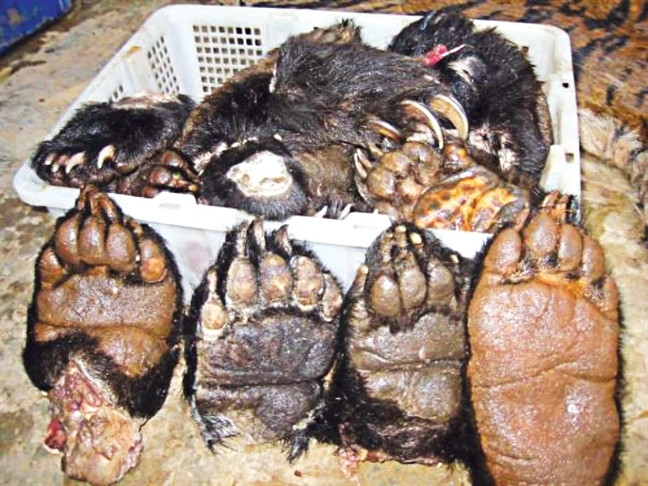 Thực khách choáng nặng món thịt hổ trong thực đơn nhà hàng Thực khách choáng nặng món thịt hổ trong thực đơn nhà hàng