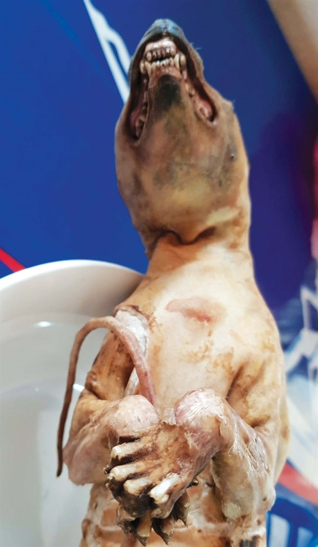 Thực khách choáng nặng món thịt hổ trong thực đơn nhà hàng Thực khách choáng nặng món thịt hổ trong thực đơn nhà hàng