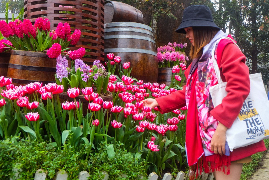 Rực rỡ 1,5 triệu bông hoa tulip ở Bà Nà ảnh 13 Rực rỡ 1,5 triệu bông hoa tulip ở Bà Nà ảnh 13