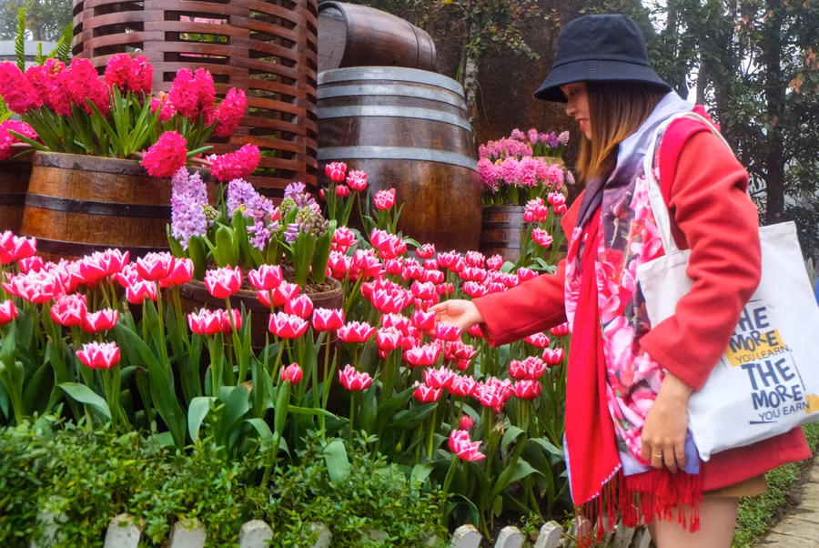 Rực rỡ 1,5 triệu bông hoa tulip ở Bà Nà ảnh 13