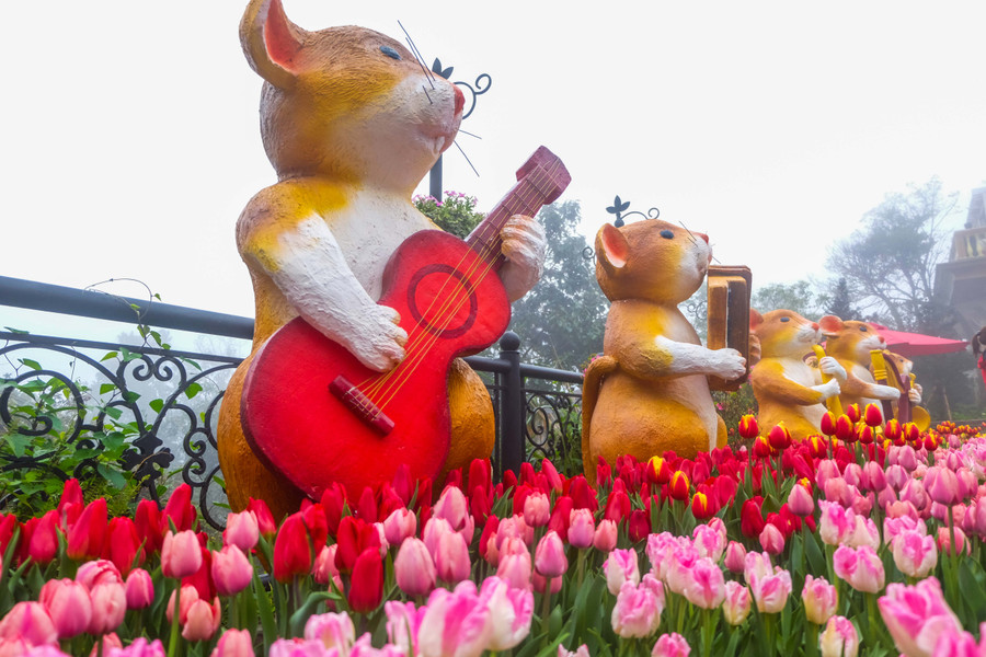 Rực rỡ 1,5 triệu bông hoa tulip ở Bà Nà ảnh 7 Rực rỡ 1,5 triệu bông hoa tulip ở Bà Nà ảnh 7