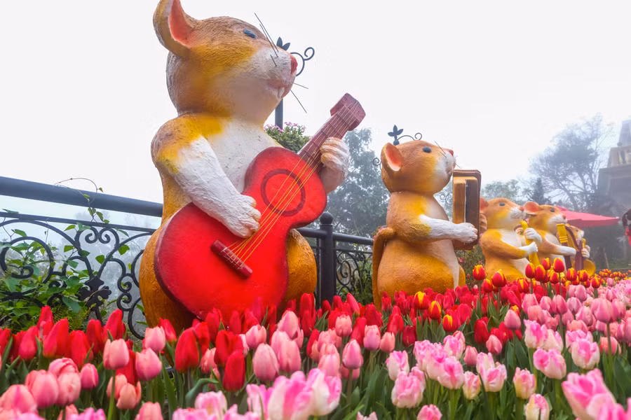 Rực rỡ 1,5 triệu bông hoa tulip ở Bà Nà ảnh 7