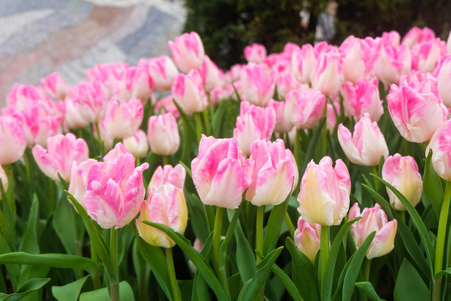 Rực rỡ 1,5 triệu bông hoa tulip ở Bà Nà ảnh 4 Rực rỡ 1,5 triệu bông hoa tulip ở Bà Nà ảnh 4