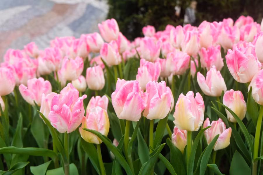 Rực rỡ 1,5 triệu bông hoa tulip ở Bà Nà ảnh 4