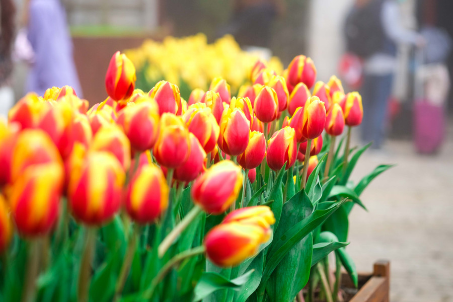 Rực rỡ 1,5 triệu bông hoa tulip ở Bà Nà ảnh 17 Rực rỡ 1,5 triệu bông hoa tulip ở Bà Nà ảnh 17