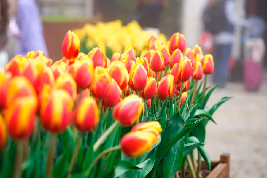 Rực rỡ 1,5 triệu bông hoa tulip ở Bà Nà ảnh 17