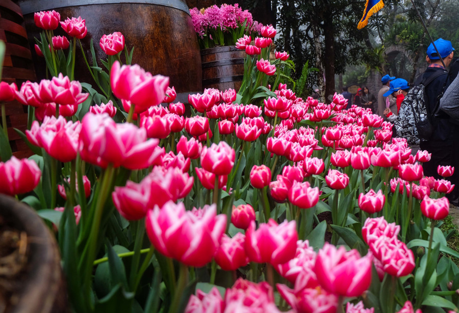 Rực rỡ 1,5 triệu bông hoa tulip ở Bà Nà ảnh 1 Rực rỡ 1,5 triệu bông hoa tulip ở Bà Nà ảnh 1