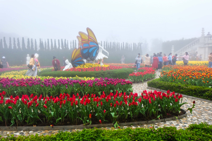 Rực rỡ 1,5 triệu bông hoa tulip ở Bà Nà ảnh 10 Rực rỡ 1,5 triệu bông hoa tulip ở Bà Nà ảnh 10