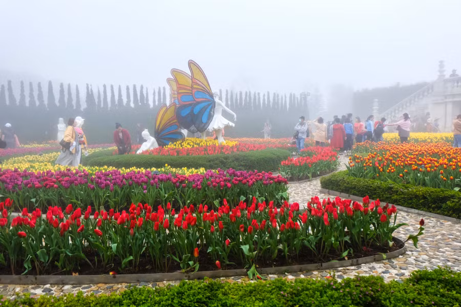 Rực rỡ 1,5 triệu bông hoa tulip ở Bà Nà ảnh 10