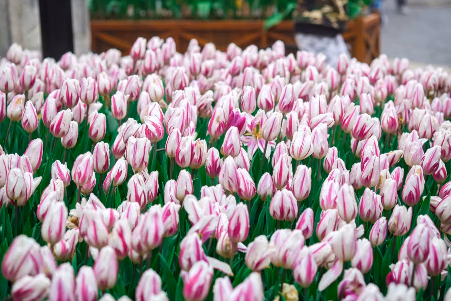 Rực rỡ 1,5 triệu bông hoa tulip ở Bà Nà ảnh 16