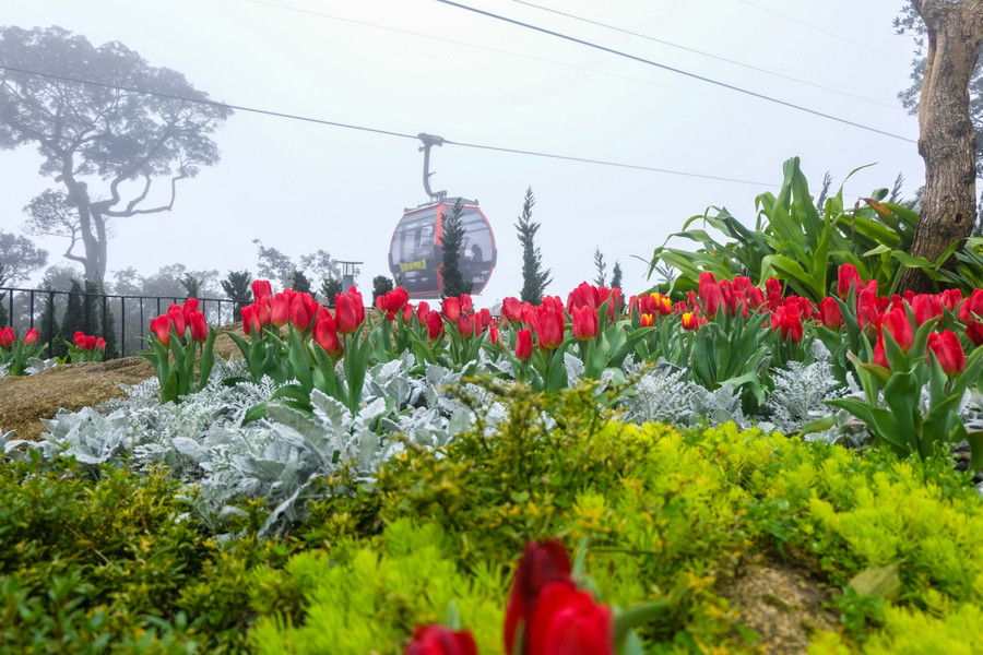 Rực rỡ 1,5 triệu bông hoa tulip ở Bà Nà ảnh 18 Rực rỡ 1,5 triệu bông hoa tulip ở Bà Nà ảnh 18