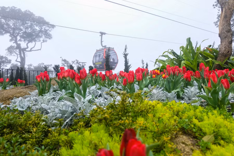 Rực rỡ 1,5 triệu bông hoa tulip ở Bà Nà ảnh 18