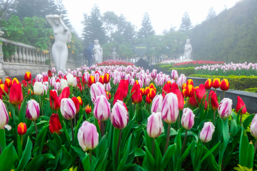 Rực rỡ 1,5 triệu bông hoa tulip ở Bà Nà ảnh 5 Rực rỡ 1,5 triệu bông hoa tulip ở Bà Nà ảnh 5