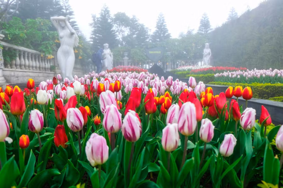 Rực rỡ 1,5 triệu bông hoa tulip ở Bà Nà ảnh 5