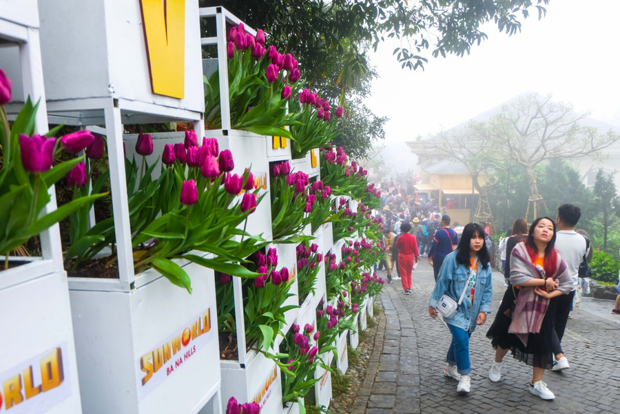 Rực rỡ 1,5 triệu bông hoa tulip ở Bà Nà ảnh 8 Rực rỡ 1,5 triệu bông hoa tulip ở Bà Nà ảnh 8