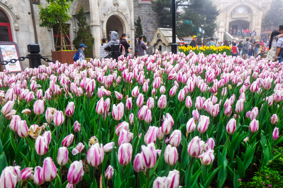 Rực rỡ 1,5 triệu bông hoa tulip ở Bà Nà ảnh 3 Rực rỡ 1,5 triệu bông hoa tulip ở Bà Nà ảnh 3