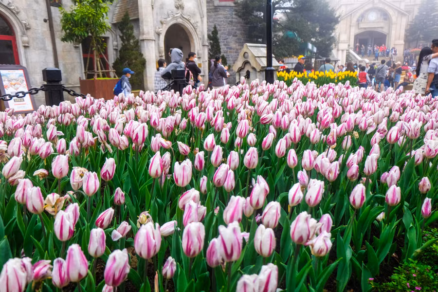 Rực rỡ 1,5 triệu bông hoa tulip ở Bà Nà ảnh 3