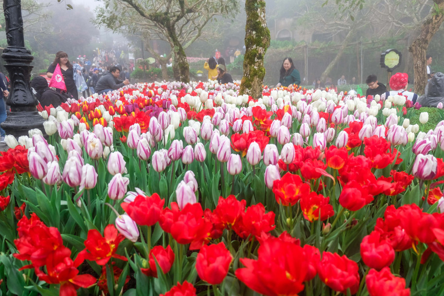 Rực rỡ 1,5 triệu bông hoa tulip ở Bà Nà ảnh 2 Rực rỡ 1,5 triệu bông hoa tulip ở Bà Nà ảnh 2