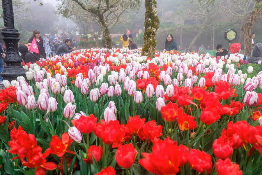 Rực rỡ 1,5 triệu bông hoa tulip ở Bà Nà ảnh 2