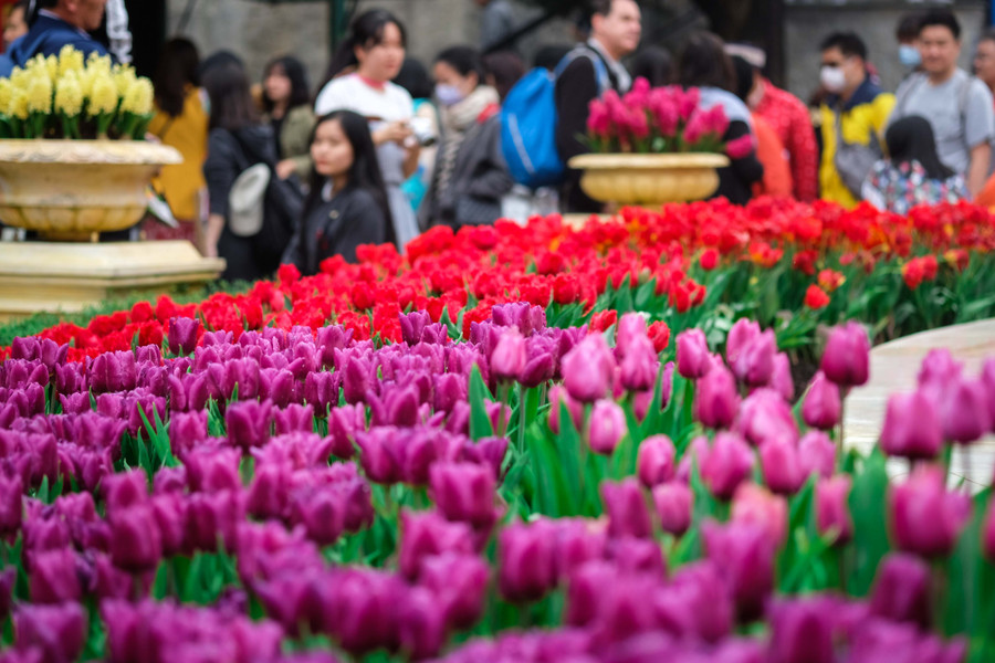 Rực rỡ 1,5 triệu bông hoa tulip ở Bà Nà ảnh 6 Rực rỡ 1,5 triệu bông hoa tulip ở Bà Nà ảnh 6