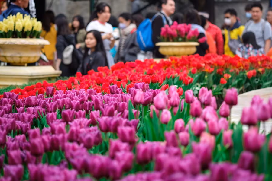 Rực rỡ 1,5 triệu bông hoa tulip ở Bà Nà ảnh 6