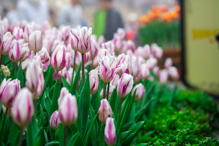 Rực rỡ 1,5 triệu bông hoa tulip ở Bà Nà ảnh 12 Rực rỡ 1,5 triệu bông hoa tulip ở Bà Nà ảnh 12