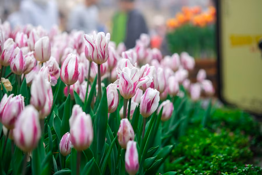 Rực rỡ 1,5 triệu bông hoa tulip ở Bà Nà ảnh 12