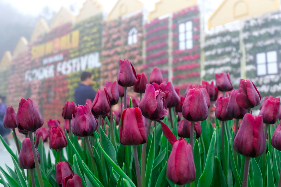 Rực rỡ 1,5 triệu bông hoa tulip ở Bà Nà ảnh 15 Rực rỡ 1,5 triệu bông hoa tulip ở Bà Nà ảnh 15