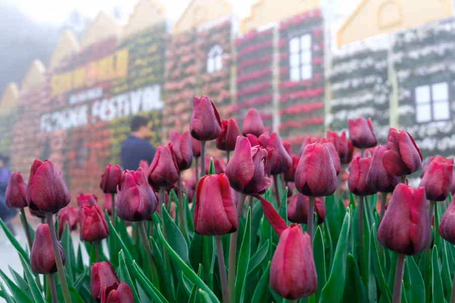 Rực rỡ 1,5 triệu bông hoa tulip ở Bà Nà ảnh 15