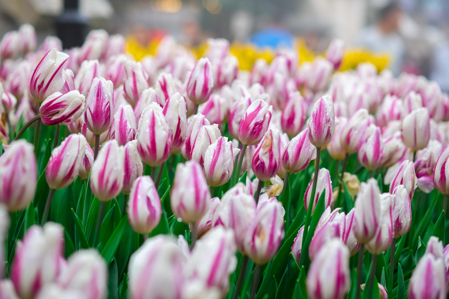 Rực rỡ 1,5 triệu bông hoa tulip ở Bà Nà ảnh 9 Rực rỡ 1,5 triệu bông hoa tulip ở Bà Nà ảnh 9