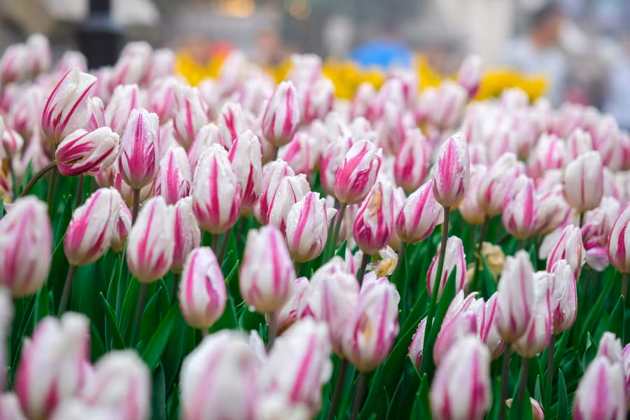 Rực rỡ 1,5 triệu bông hoa tulip ở Bà Nà ảnh 9