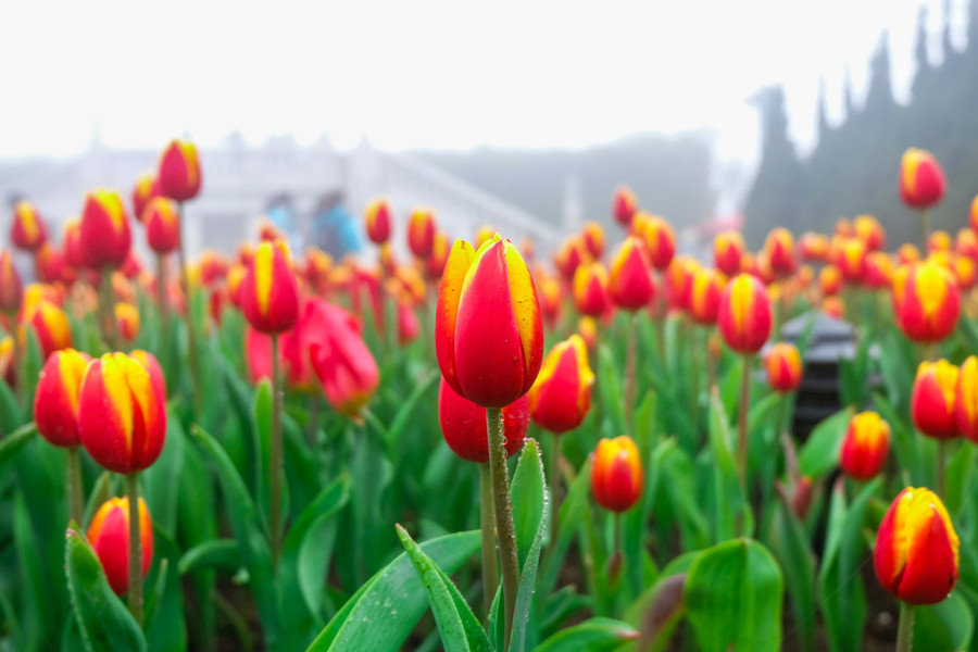 Rực rỡ 1,5 triệu bông hoa tulip ở Bà Nà ảnh 11 Rực rỡ 1,5 triệu bông hoa tulip ở Bà Nà ảnh 11