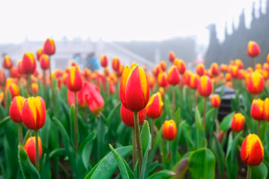 Rực rỡ 1,5 triệu bông hoa tulip ở Bà Nà ảnh 11