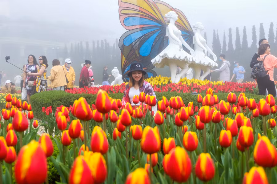 Rực rỡ 1,5 triệu bông hoa tulip ở Bà Nà ảnh 14