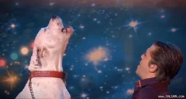 Chú chó Lady Xena thể hiện khả năng đặc biệt của mình tại “Belgium’s got Talent “