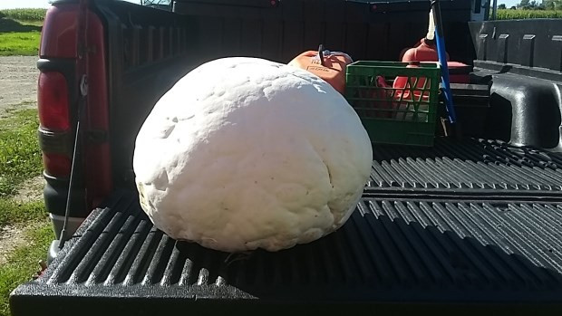 Nấm trứng khổng lồ nặng gần 9kg mang chất độc 