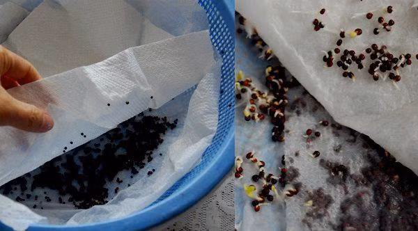 Lấy giấy ăn trồng rau mầm, 7 ngày sau rau mọc um tùm, xanh mướt-4