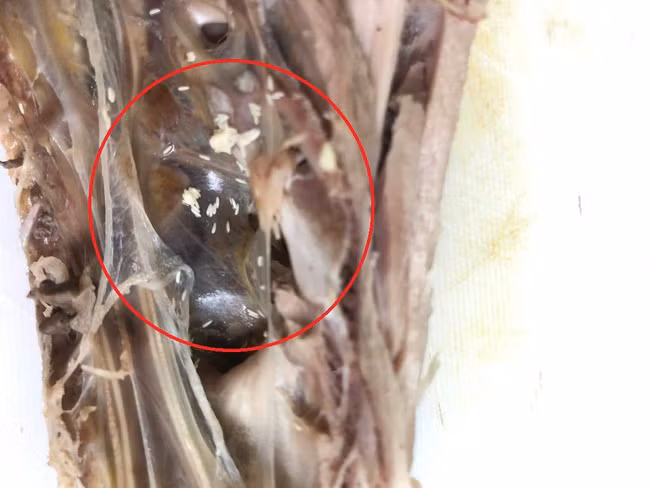 Lôi nửa con gà luộc trong tủ ra định nấu ăn, mẹ trẻ giật mình sợ hãi khi nhìn thấy ổ trứng tí hon nổi li ti như dòi - Ảnh 2.